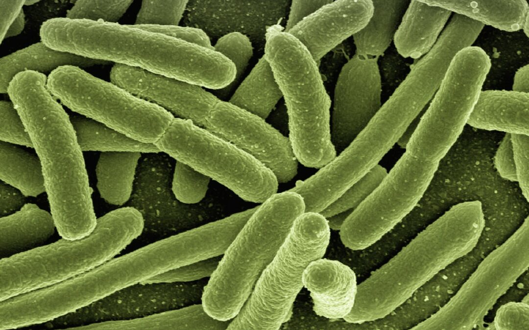 Mikrobiotika